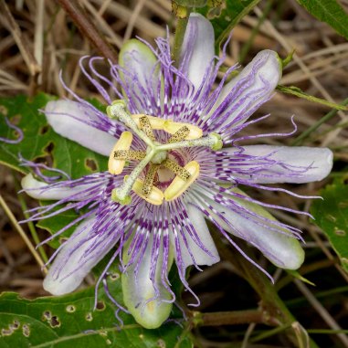 Purple Passionflower (Passiflora incarnata)