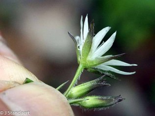 Tennessee Chickweed (Stellaria corei)