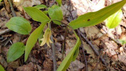 Wild Oats (Uvularia sessilifolia)