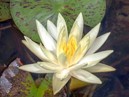 Waterlily (Nymphaea sp)