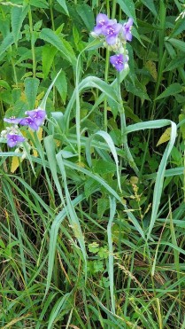 Virginia Spiderwort (Tradescantia virginiana) Plant