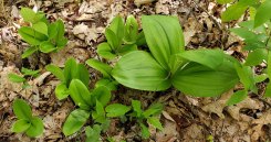 Clinton's Lily, White Clintonia (Clintonia umbellulata) & Appalachian Bunchflower (Veratrum parviflorum)