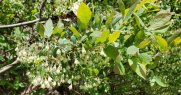 Deerberry (Vaccinium stamineum)
