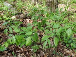 Mountain Bugbane; Late Black Cohosh (Actaea podocarpa)