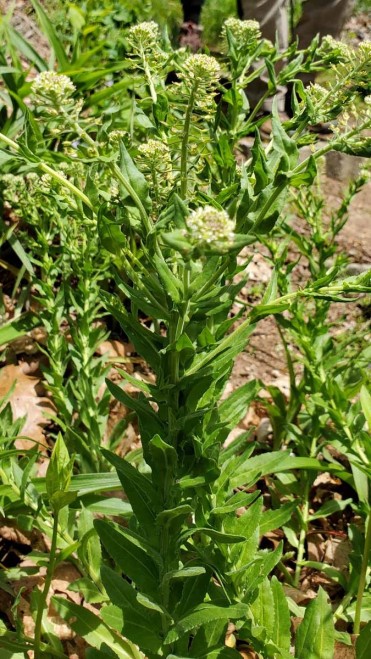 Peppergrass (Lepidium virginicum)