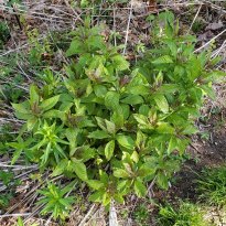 a Bunch of Joe-Pye-Weed (Eutrochium sp.)