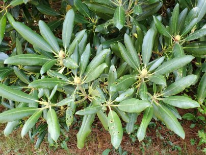 Rosebay; Great Laurel (Rhododendron maximum)