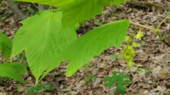 Striped Maple (Acer pensylvanicum)