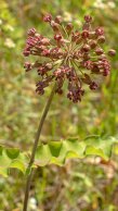 Blunt-leaved Milkweed (Asclepias amplexicaulis)