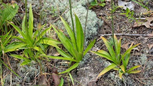 White Colicroot (Aletris farinosa) basal leaves