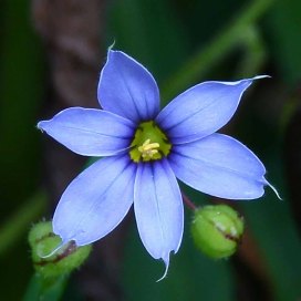 a Blue-eyed Grass (Sisyrinchium sp.) Bloom