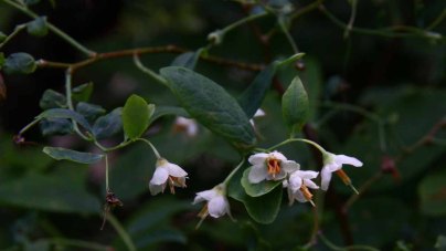 Deerberry (Vaccinium stamineum) Blooms