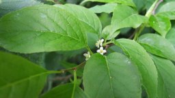 Mountain Holly (Ilex montana) Female Blooms