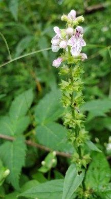 Broadtooth Hedge Nettle (Stachys latidens)