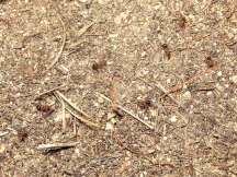 Fire Ant Nest