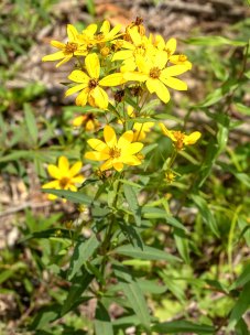 Greater Tickseed (Coreopsis major)