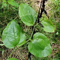 Greenbrier; Catbrier (Smilax rotundifolia)