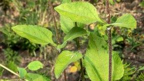Hairy Wood Sunflower (Helianthus atrorubens) Leaves and Stem