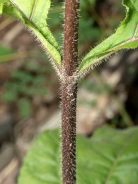 Hairy Wood Sunflower (Helianthus atrorubens) Stem