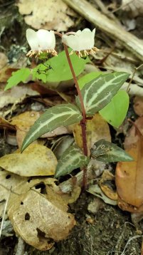 Spotted Wintergreen (Chimaphila maculata)