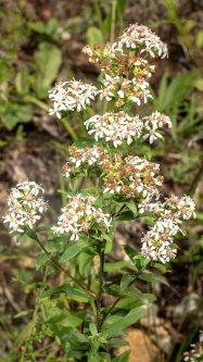 Toothed White-topped Aster (Sericocarpus asteroides)