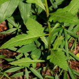 Entire-leaved False Foxglove (Aureolaria laevigata)