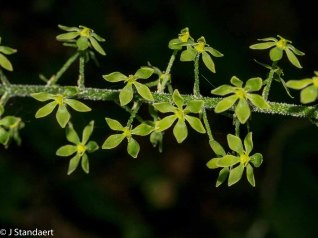 Appalachian Bunchflower (Veratrum parviflorum)