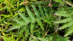 Swamp Thistle (Cirsium muticum) Leaf