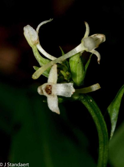 Small Green Wood Orchid (Gymnadeniopsis clavellata)