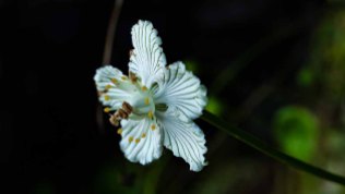 Grass-of-Parnasus (Parnassia asarifolia)