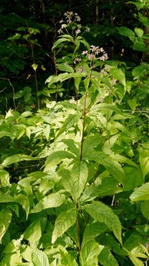 Hollow-stem Joe-Pye-Weed (Eutrochium fistulosum)