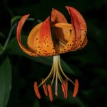 Turk's Cap Lily (Lilium superbum)