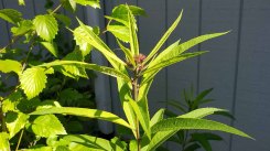 New York Ironweed (Vernonia noveboracensis)