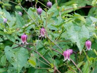 Northern Leatherflower (Clematis viorna)