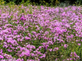 A Bunch of Phlox in the Meadow