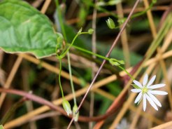 Lesser Stitchwort (Stellaria graminea*)
