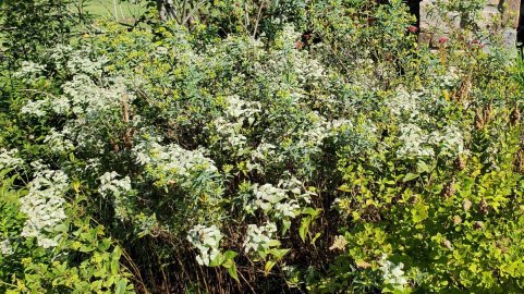 Short-toothed Mountain Mint (Pycnanthemum muticum)