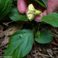 Virginia Ground Cherry (Physalis virginiana)