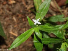 Buttonweed (Diodella teres)
