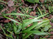 Deer-tongue Witch Grass (Dichanthelium clandestinum)