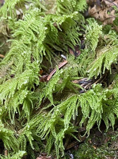Knight's Plume Moss (Ptilium crista-castrensis)