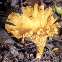 Smooth Chanterelle Mushroom (Cantharellus lateritius)