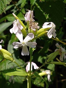 Soapwort (Saponaria officinalis)