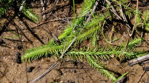Southern Bog Clubmoss (Lycopodiella appressa)