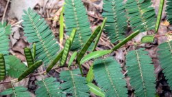 Wild Sensitive Plant (Chamaecrista nictitans)