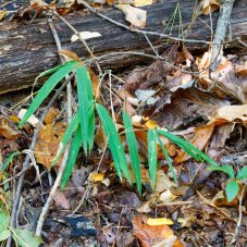 Hill Cane (Arundinaria appalachiana)