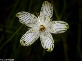 Bigleaf Grass-of-Parnassus (Parnassia grandifolia)