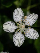 Kidneyleaf Grass-of-Parnassus (Parnassia asarifolia)