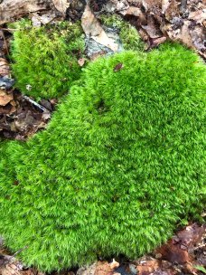 Windswept or Broom Moss (Dicranum sp.)