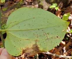 Greenbrier; Catbrier (Smilax rotundifolia) Leaf Underside